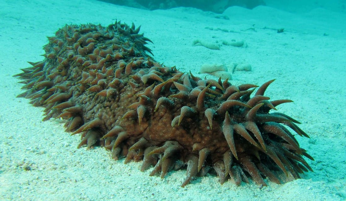 marine biome decomposers
